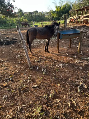 Potro mangalarga marchador