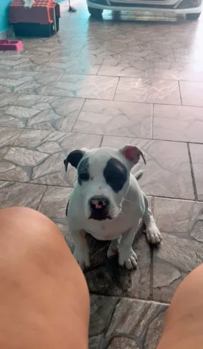 Estou doando esse cachorro pq a dona da casa n aceita e é meio doida , me chama no wpp 
