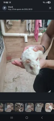 Porquinhos da india