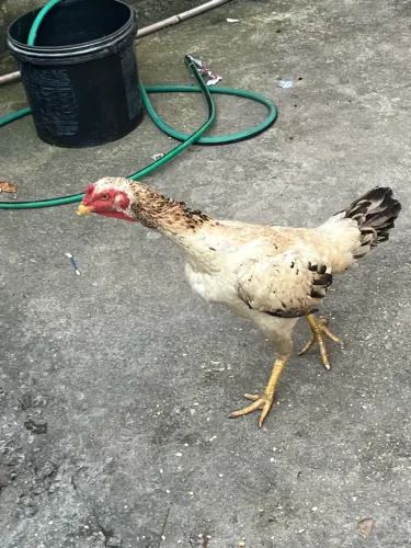 Vendo galinha meia idade