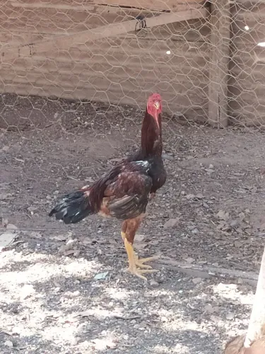 Frangos semi gigante