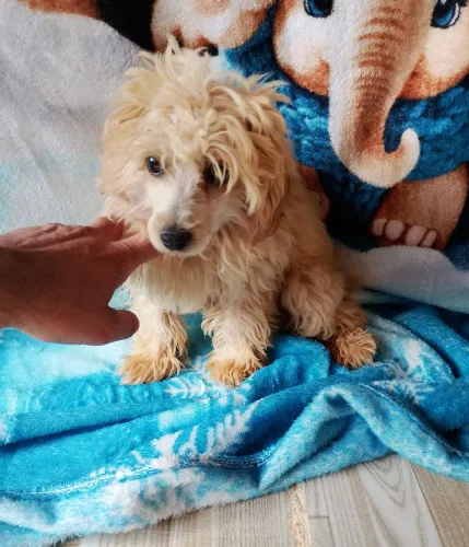 Poodle - machinho - valor baixo