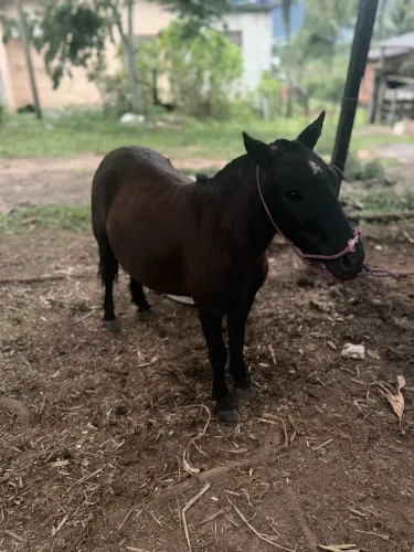 Pônei fêmea preta fechada com estrela na testa