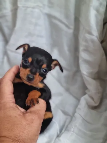 Pinscher menor tamanho zero