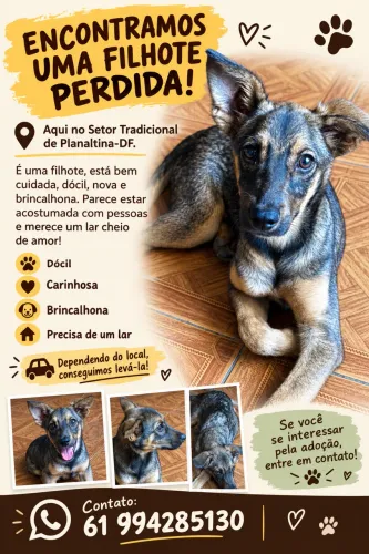 Doação de cachorro