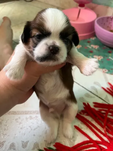 Filhotes de Shih Tzu