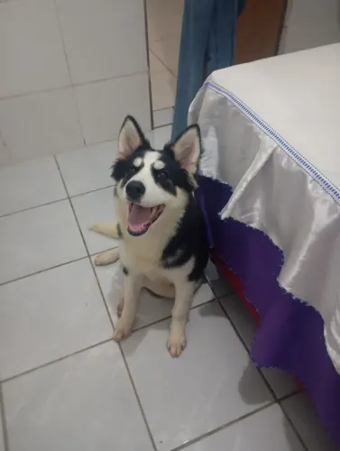Doação responsável de husky siberiano com ajuda de custo 