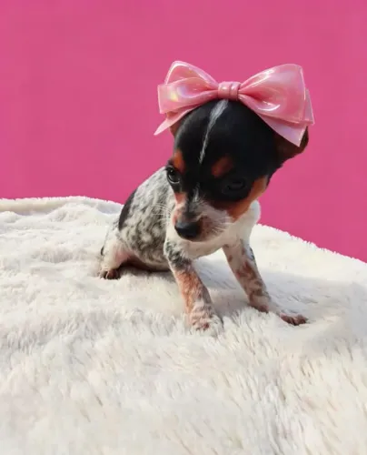 Pequena Encantadora Cheia de Vida