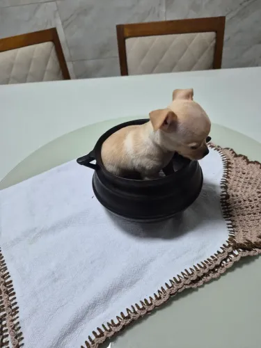 Chihuahua