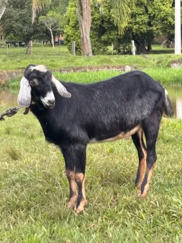 Cabrito anglo nubiano