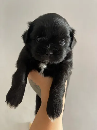 Vendo lindo filhote da raça shih tzu.