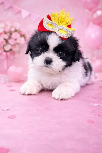 Shih Tzu Com Um Estilo Próprio E Encantador