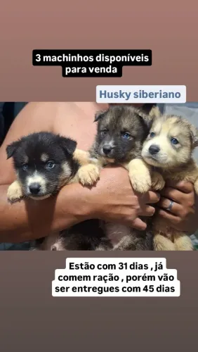 Venda de Husky siberiano