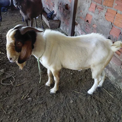 Reprodutor Boer para venda ou troca