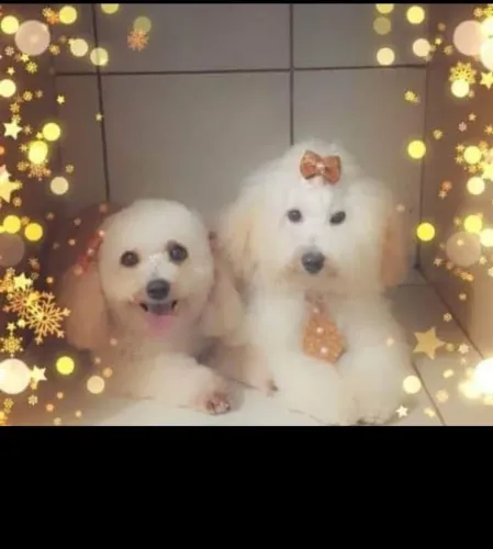 Poodle toy