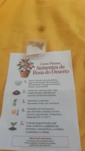 Sementes de Rosas do Deserto