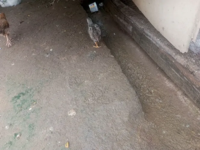 Pintinho caipira