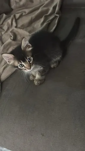Doação de gato