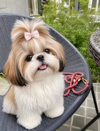 Shi Tzu de luxo com pedigree parcelo até 18x 