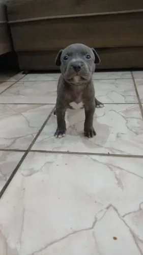 Pitbull American Bully