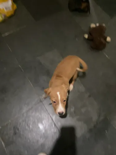 Doa-se Filhote de pitbull misturado 