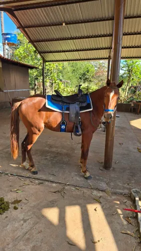 Cavalo  mangalarga com quarto de milha