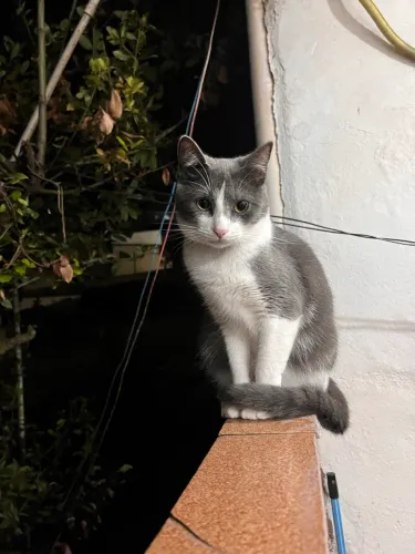 Doação gata 