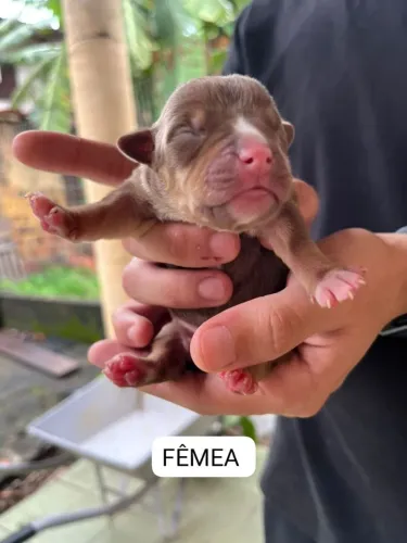 VENDO FILHOTES DE PITBULL REDNOSE COM PEDIGREE