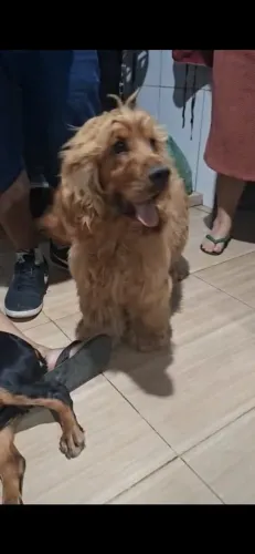 Filhotes de cocker spaniel inglês 