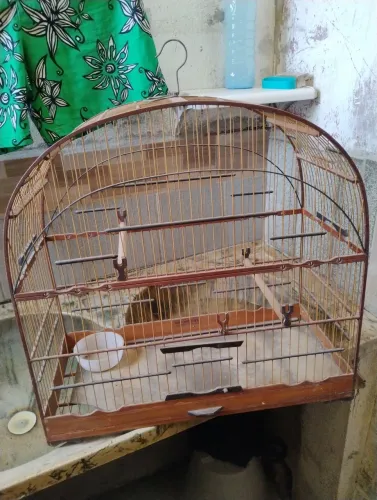 Gaiola André gaiola N°4