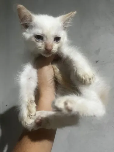 Gato adoção responsável