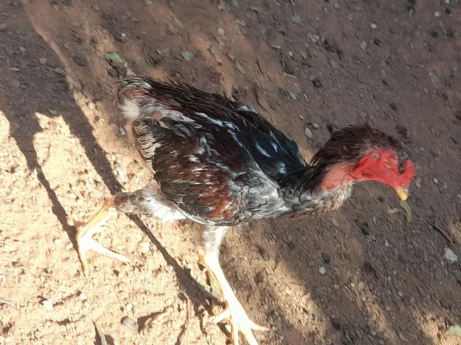 Galinha