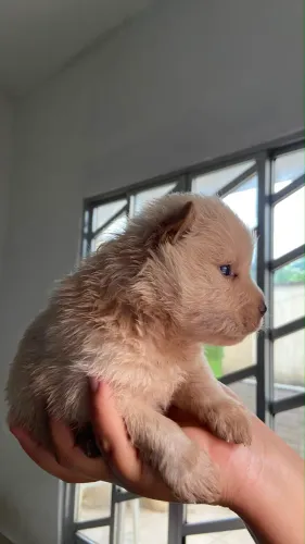 Filhotes de Chow-Chow