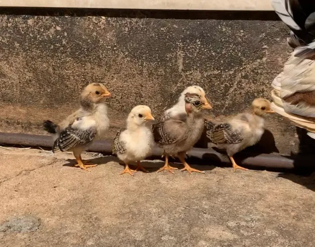 6 pintinhos garnisés