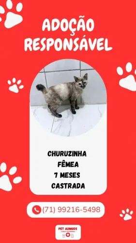GATO PARA ADOÇÃO