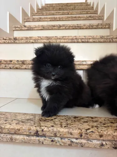 Spitz alemão (Lulu da pomerania)