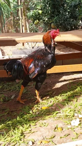 Galo Caipira 