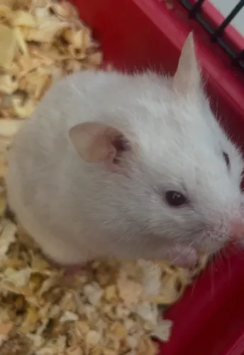 Hamster Sírio 