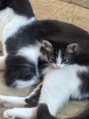 Adote um gatinho