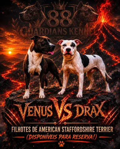 American Staffordshire Terrier