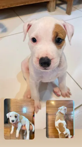 Filhotes Pitbull
