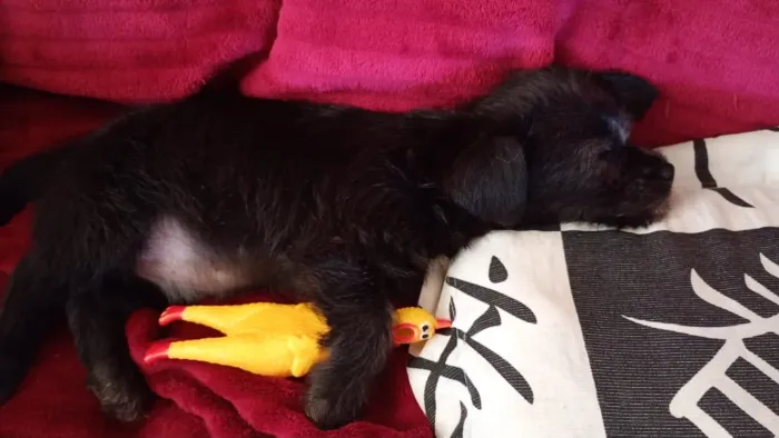 Cachorro Salsicha