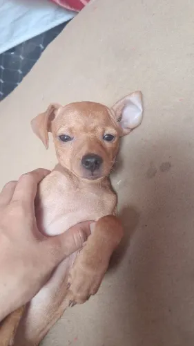 Vendo cachorrinha pinscher
