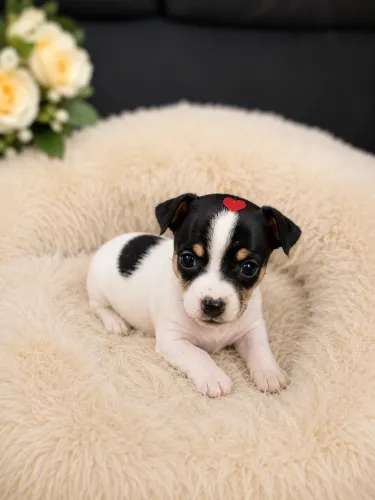 FILHOTE DE PINSCHER FÊMEA À VENDA 2.200$? ? Linda, carinhosa e muito brincalhona