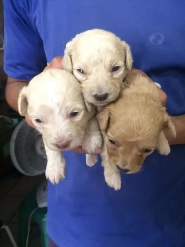 Doação de poodle