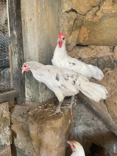 Franguinhos da raça Cara de Palhaço