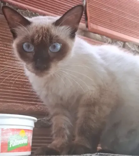 Gatinha Siamês Adoção