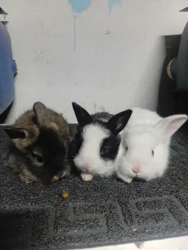 Bioterios e coelhos