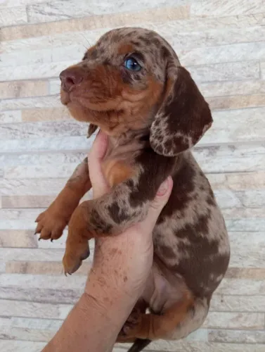 Dachshund Teckel arlequim perfeito
