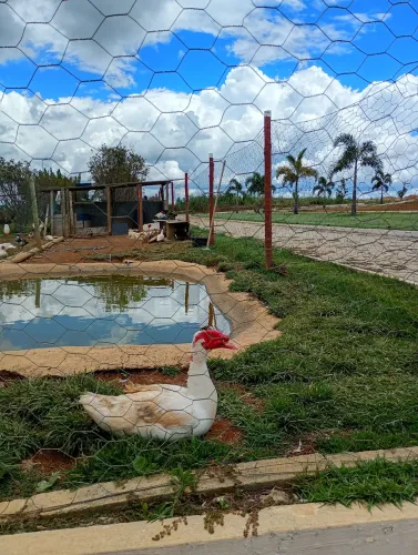 Pato adulto 70 reais a unidade